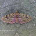 v-pug (Chloroclystis v-ata) Kenneth Noble
